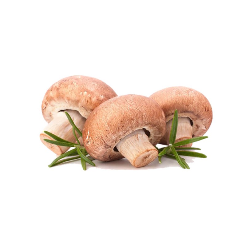 Mushroom Fungue